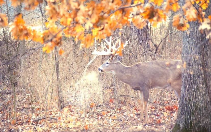 Stunning 320± Acre High-Fence Kansas Hunting Ranch with Trophy Deer and Home for Sale – Bourbon County
