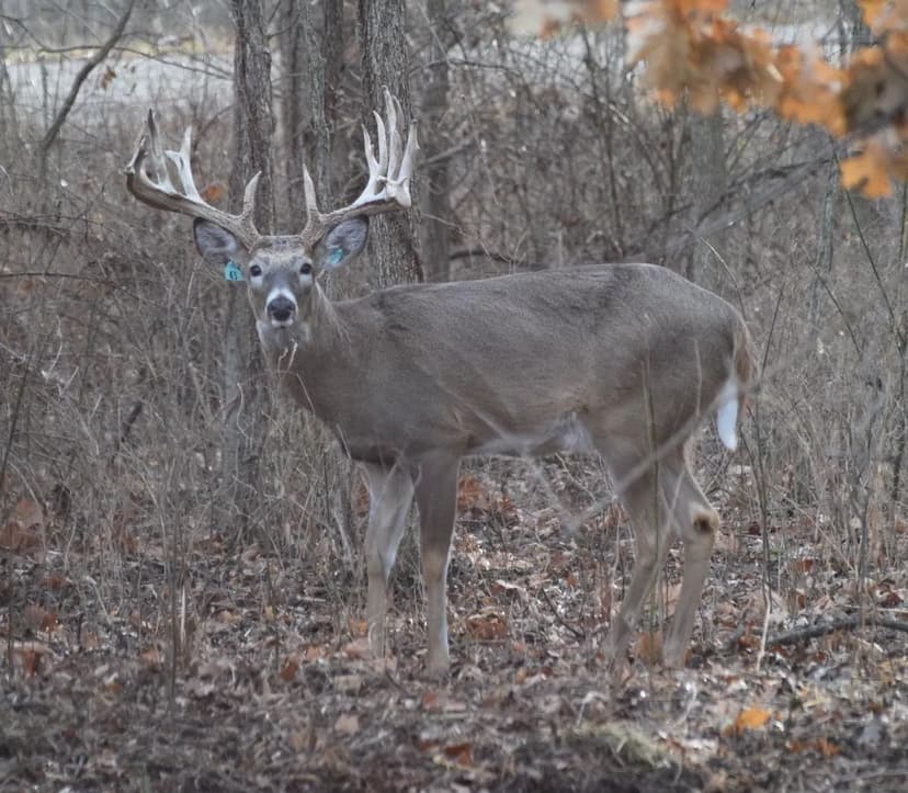 Stunning 320± Acre High-Fence Kansas Hunting Ranch with Trophy Deer and Home for Sale – Bourbon County