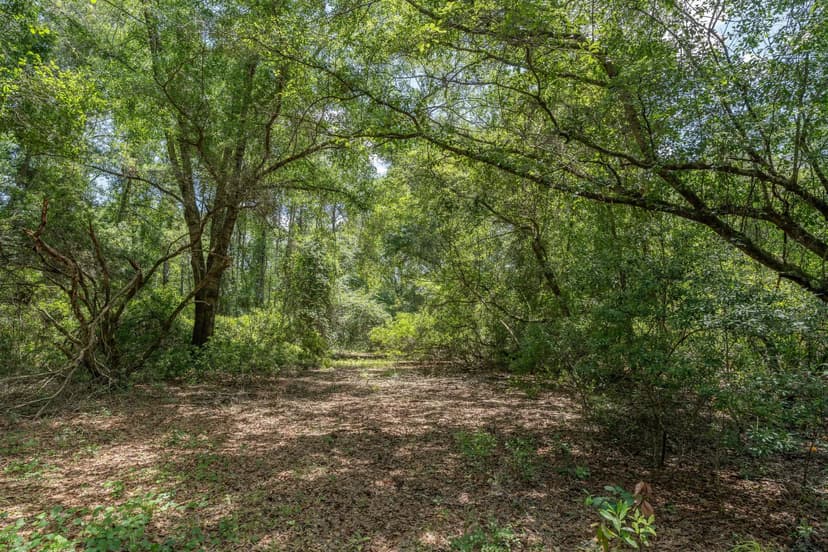 48.165 Acres on Longford Road – Jesup, GA