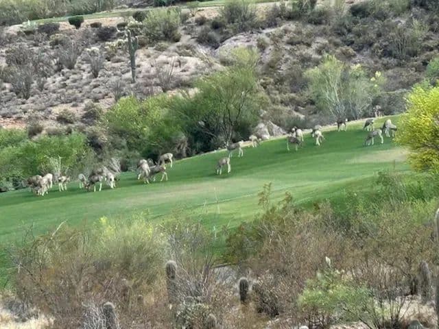 Starr Pass Residential Lot