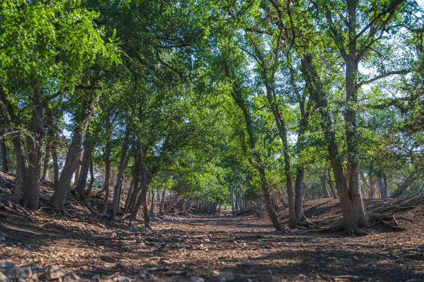 Little Victory Ranch