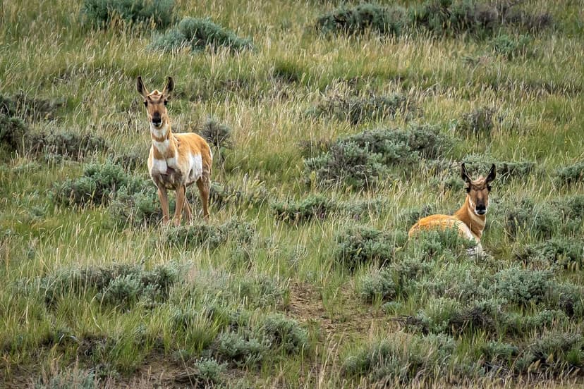 Machino Spring Ranch