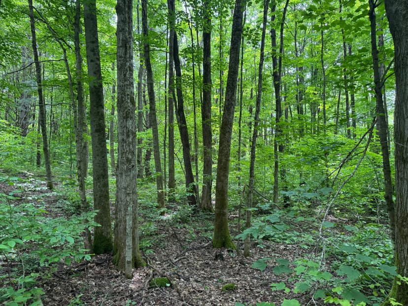 40 acres Land with Pole Barns Williamstown NY