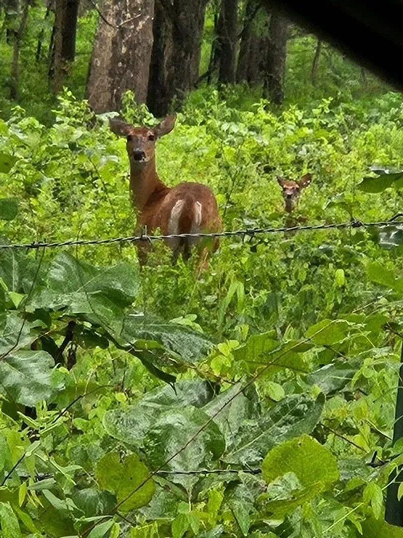 200 Acres, 4 bed/2 Bath, Private, Hay Field, Pasture & Woods, Shannon County