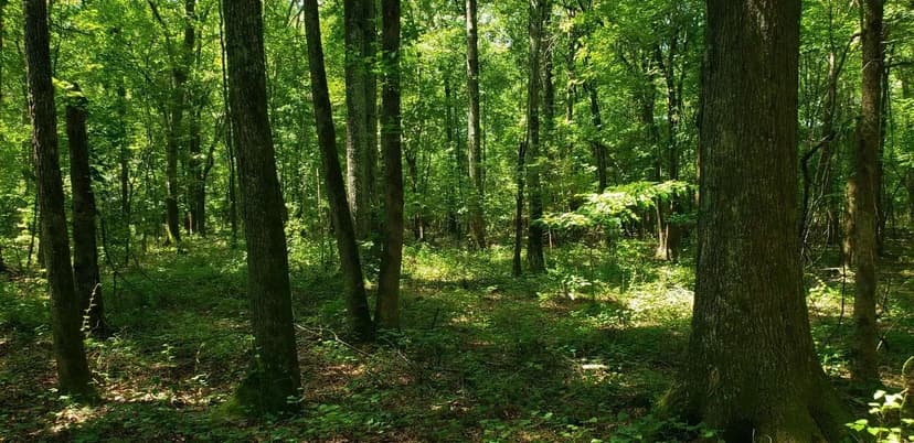 +/- 3.95ac - 000 Hwy 109 Mount Gilead NC - Montgomery Co