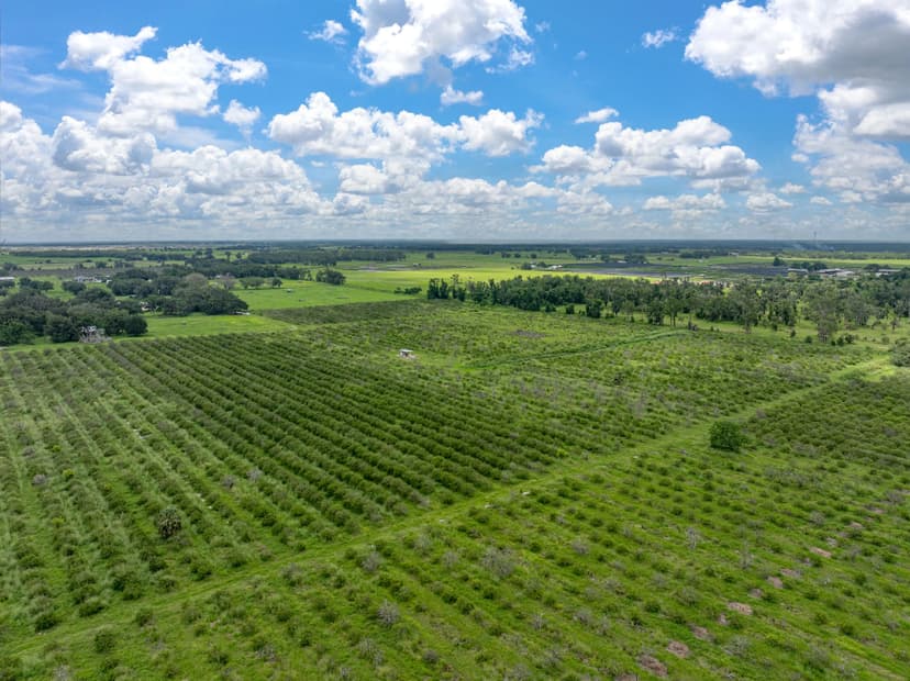 Prescott Road 45 Acre Grove