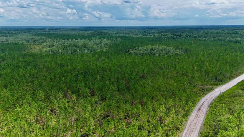 Fire Tower Pines – 250 Acres of Prime Hunting & Timberland in Ware County, GA