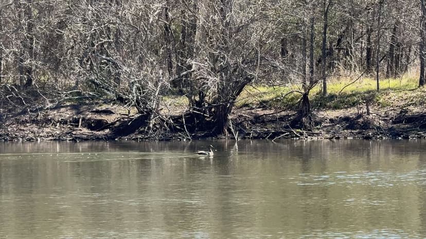 Little River Ranch: 581.61 acres, Milam Co.