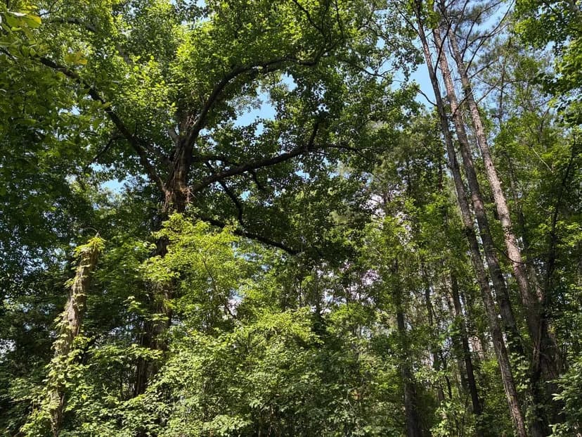 Moore #10B Hughey 80