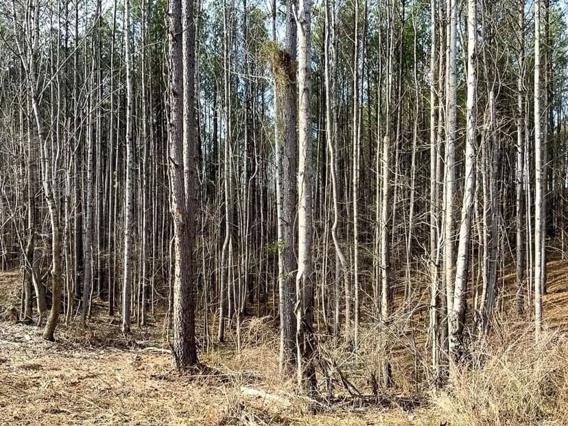 Wooded 13.6 Acre tract in Humphreys County. OWNER FINANCING AVAILABLE!!!