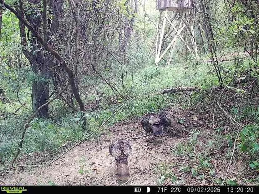 Saffel Rd - 19 acres