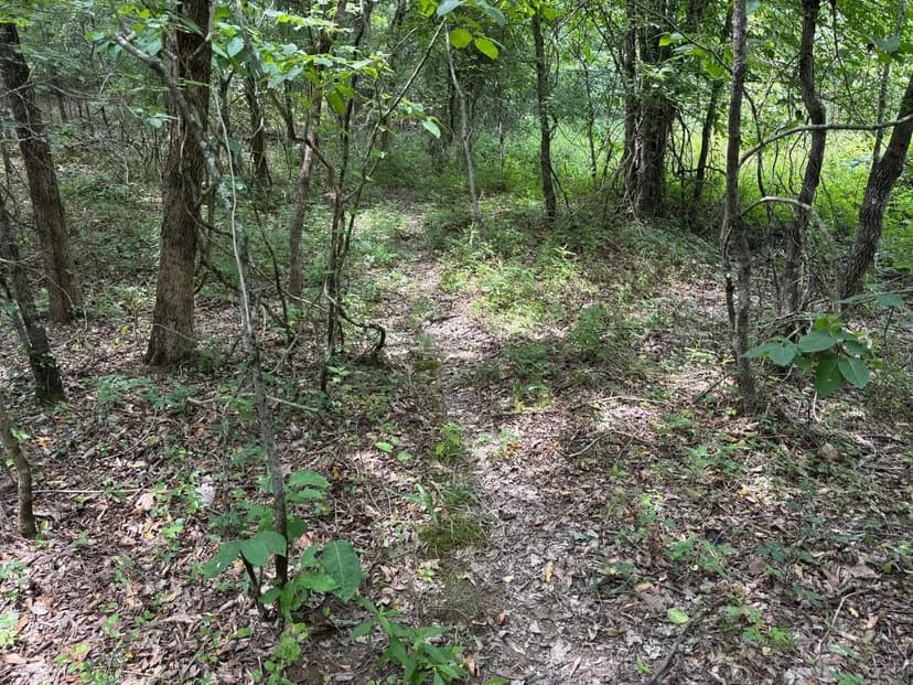 70+-Acre Hardwood Slough