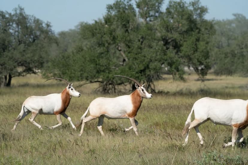 556 Cliff View Loop, Harper, TX | Luxury Waterfront Ranch Home