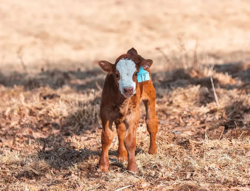 Gasconade Angus Ranch 157