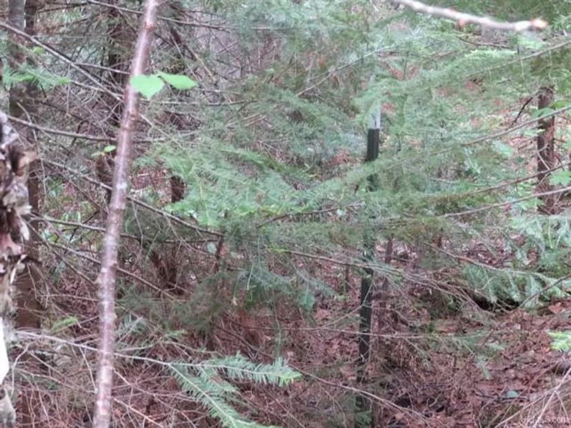 U.P. Michigan Wooded 40 Acres 50111417