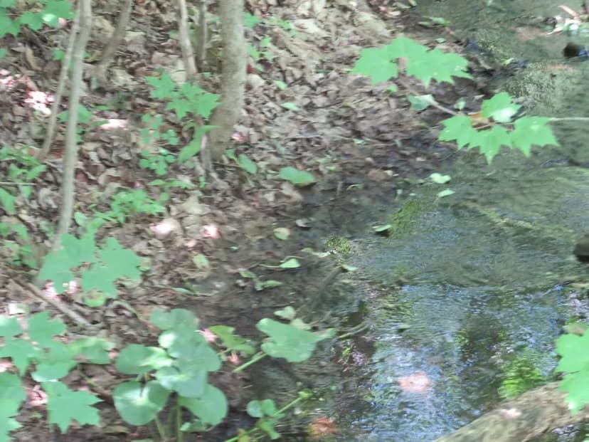 346 +/- Acre Wooded Michigan Parcel 50134562