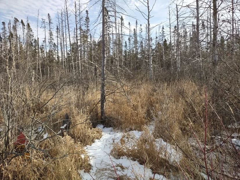 Michigan 80 Acre Property 50162405