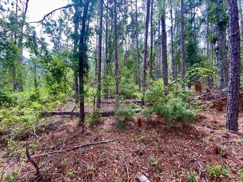 5.5 Acre Homesite