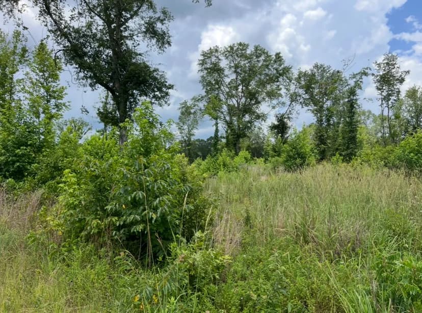 Vacant Land For Sale Ruston, Lousiana - Lot 2