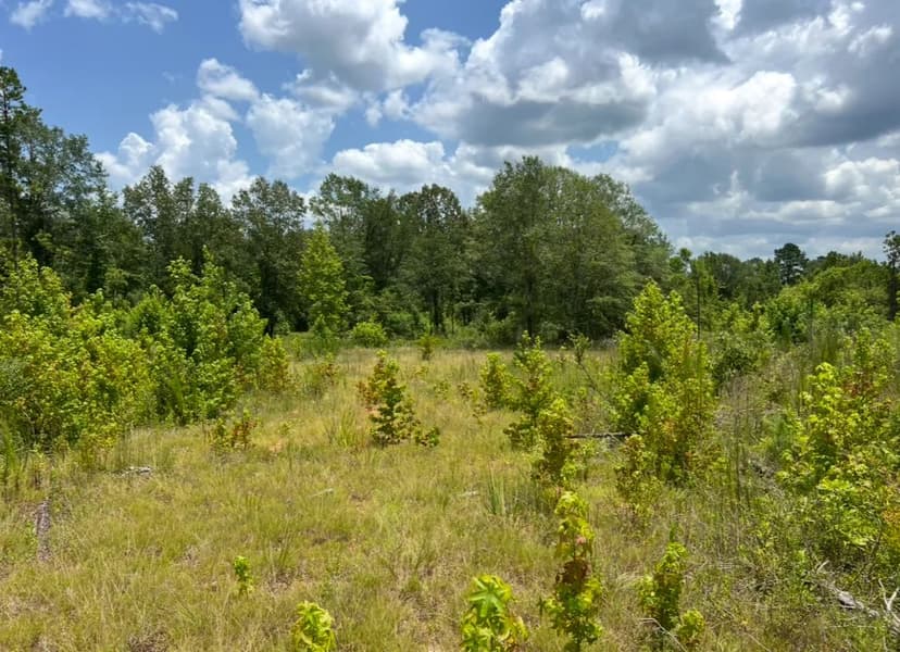 Vacant Land For Sale Ruston, Louisiana - Lot 3