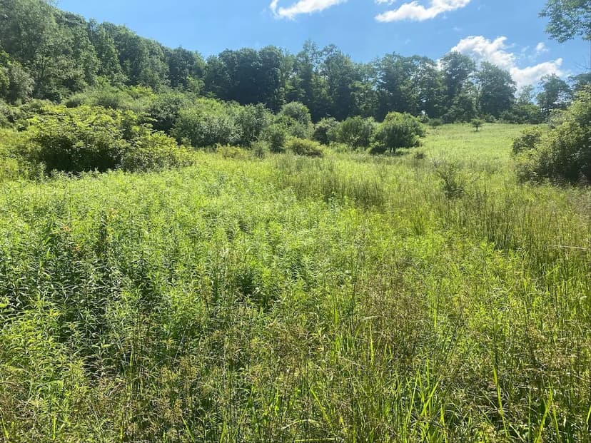 9 acre Building Lot with Creek in Cuba NY 9079 Stout Rd