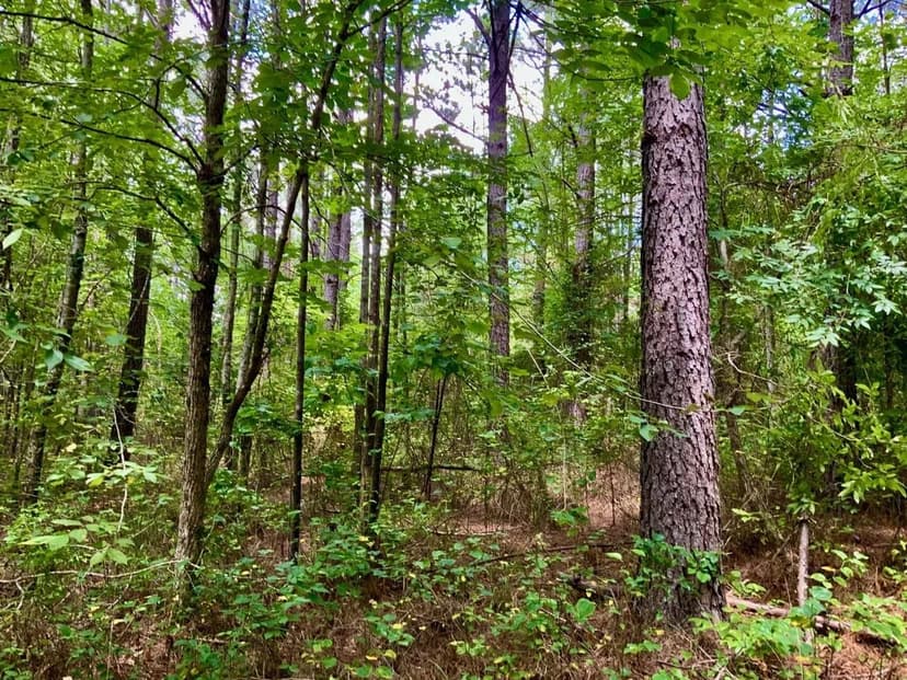 100 Acre Hunters Dream in Decatur County, TN