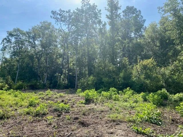 143 Acres | Plainview LA 