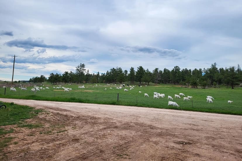Mountain View Homestead - Custer Co, SD