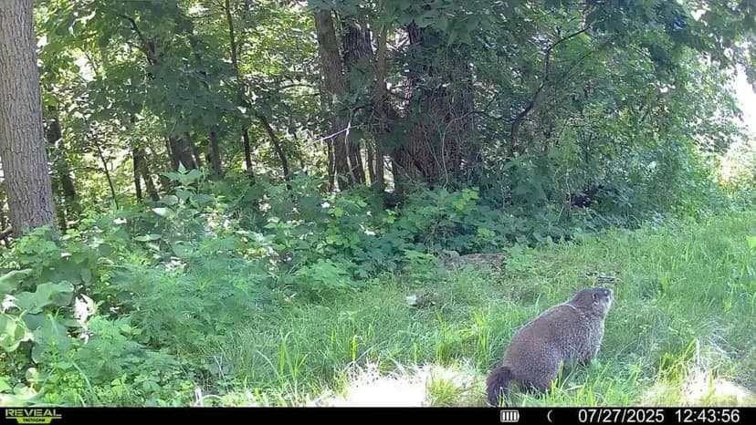 Scenic Point Bluff-Top Retreat with Mississippi River Views