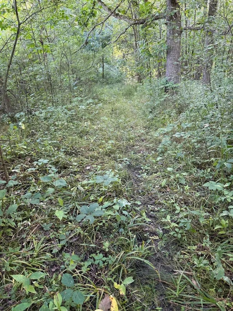 25+/- Acres 8674 Silverwood Rd, Silverwood, MI, 48760