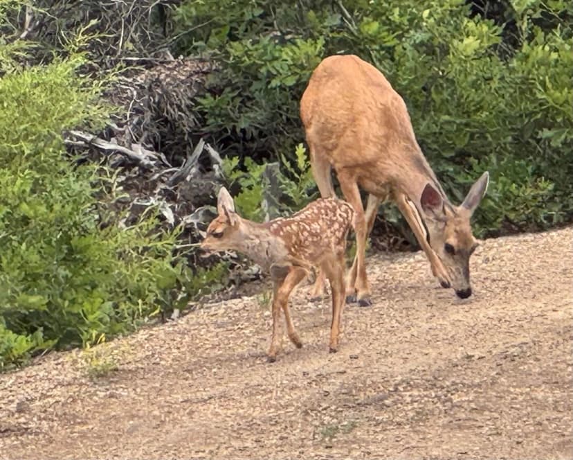 33000 Timber Park Drive, Trinidad, CO 81082