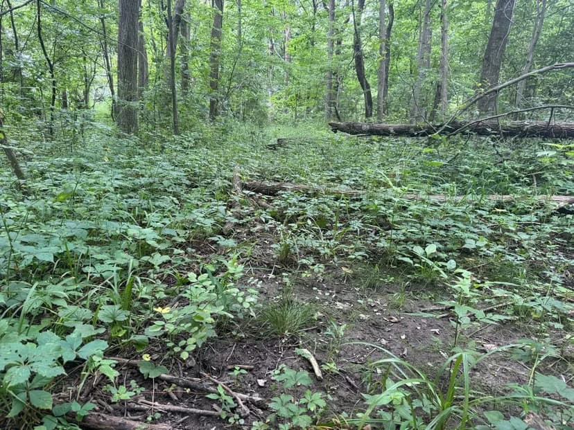 LAND FOR SALE - 7.3 ACRES, POSSIBLE BUILDING LOT- WOODED - FOUNTAIN CITY, INDIANA - WAYNE COUNTY