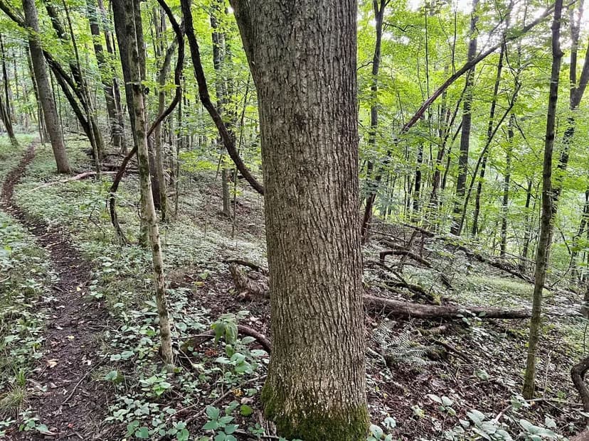 Crabapple Ln., Fayette County - 15 +/- acres