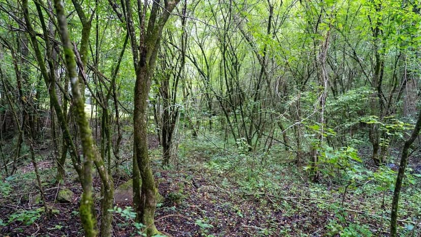 6 +/- Acre Lot Pell City