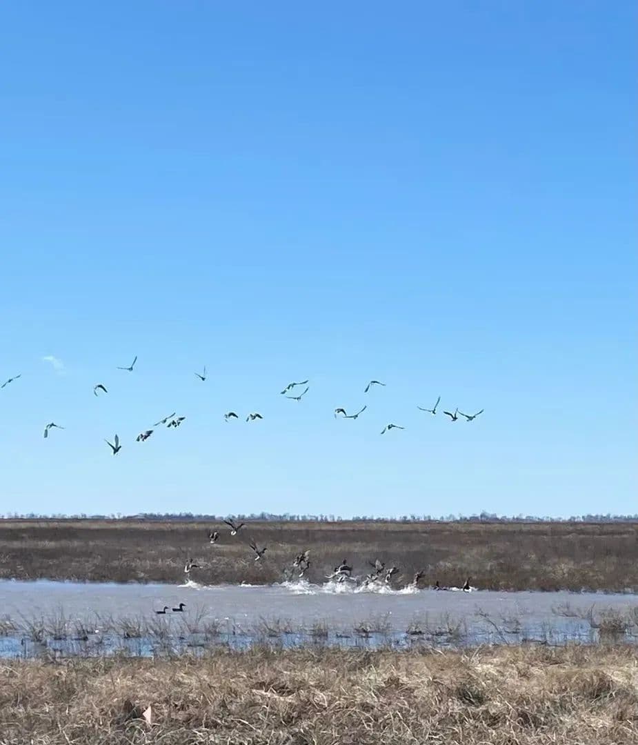 668+- Waterfowl club, New Madrid Missouri in Portageville, Missouri - photo 20
