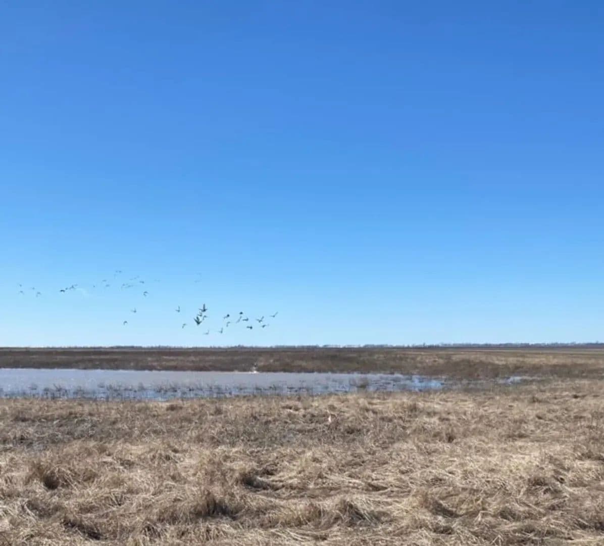 668+- Waterfowl club, New Madrid Missouri in Portageville, Missouri - photo 22