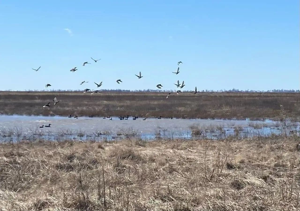668+- Waterfowl club, New Madrid Missouri in Portageville, Missouri - photo 48