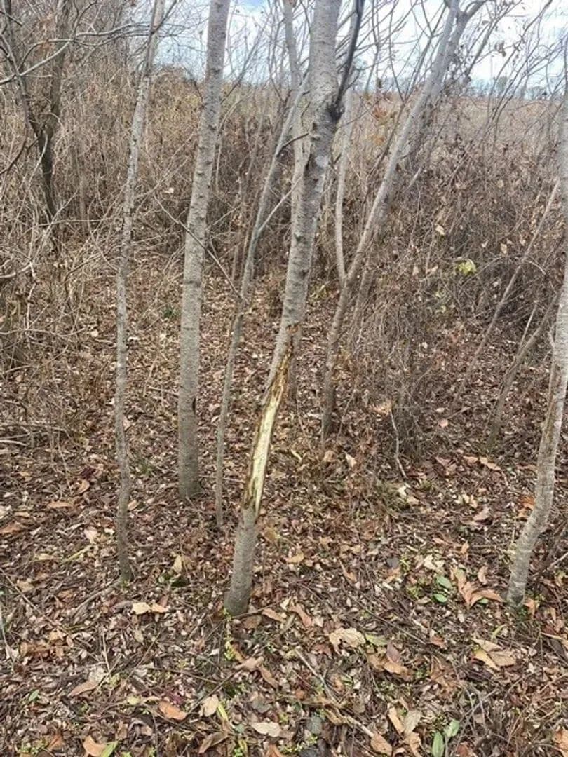 234.5+- acres WRP waterfowl property Southern MO in Portageville, Missouri - photo 6
