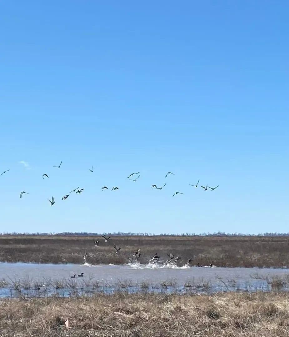 234.5+- acres WRP waterfowl property Southern MO in Portageville, Missouri - photo 33
