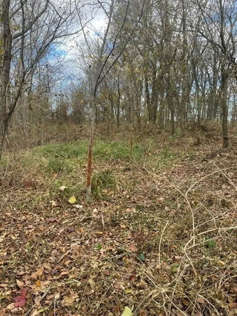 234.5+- acres WRP waterfowl property Southern MO in Portageville, Missouri - photo 5