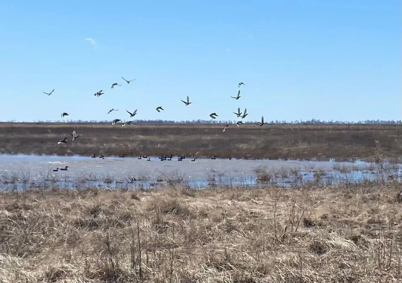 234.5+- acres WRP waterfowl property Southern MO in Portageville, Missouri - photo 35