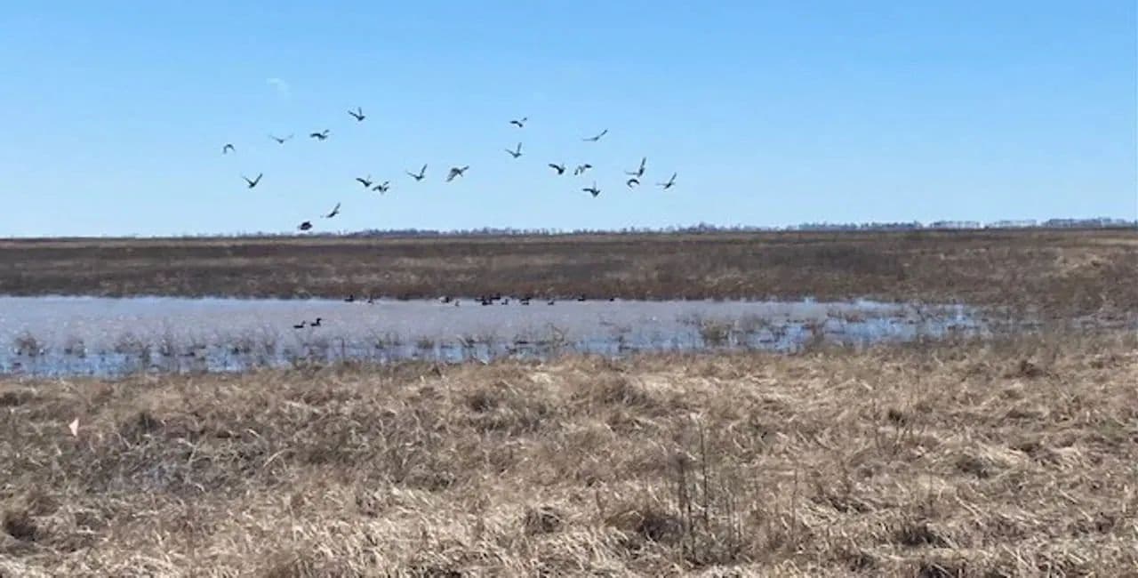 234.5+- acres WRP waterfowl property Southern MO in Portageville, Missouri - photo 34