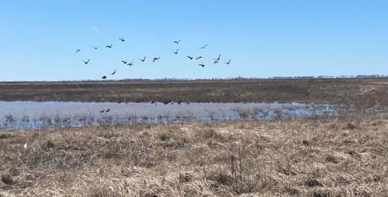 433+- acres Waterfowl property New Madrid County Missouri in Portageville, Missouri - photo 4