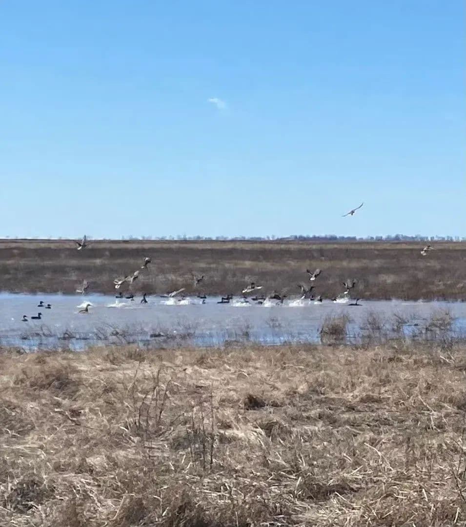 433+- acres Waterfowl property New Madrid County Missouri in Portageville, Missouri - photo 6
