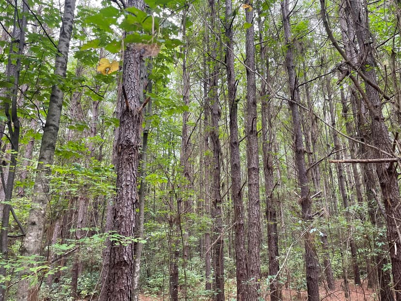 Gilmer Lamar #11 Tract