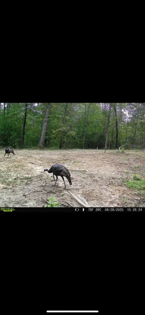 Midway 28 – Tishomingo County, Mississippi