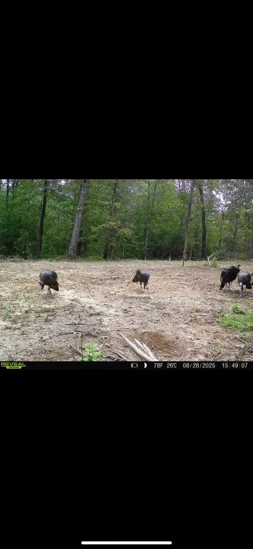 Midway 18 – Tishomingo County, Mississippi