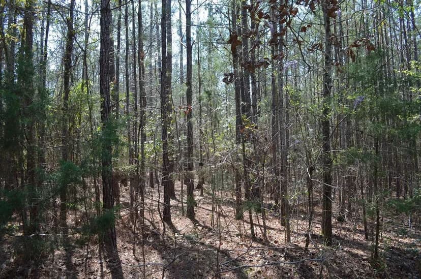 12 Acres with Tons of Potential in Macon County