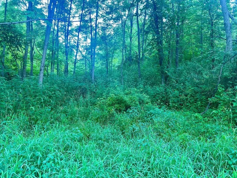 Hickory Nut Rd., Washington County - 80+/- Acres