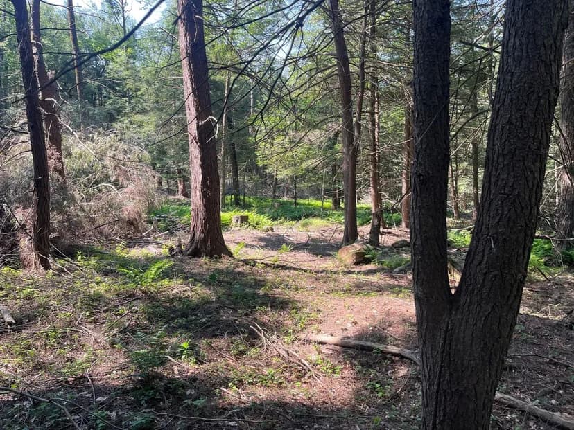 40+/- Acres Ulysses, Potter PA